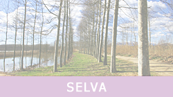 Selva